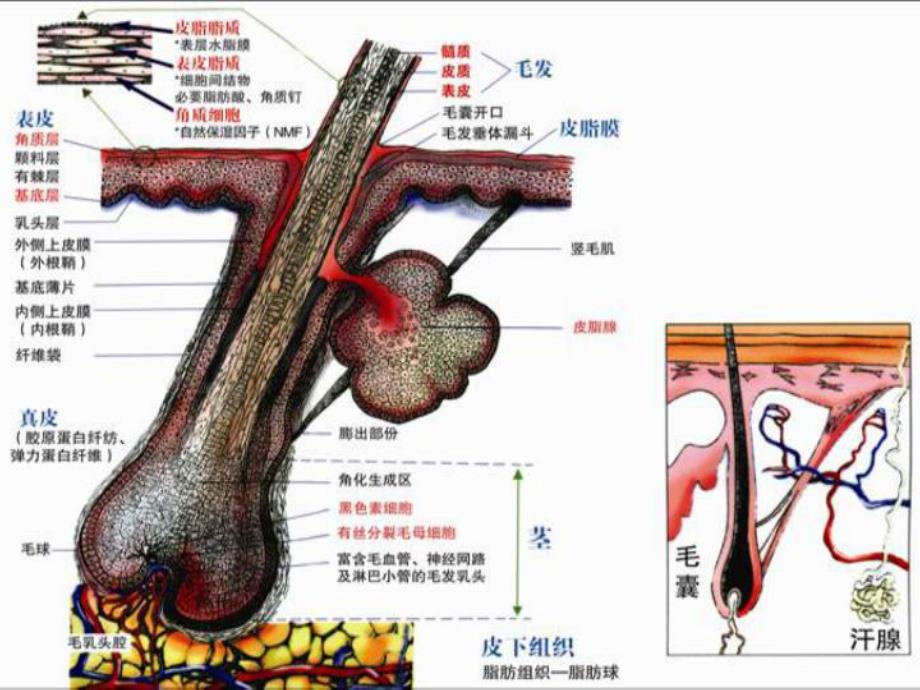 毛发生理学初级课程.ppt_第1页