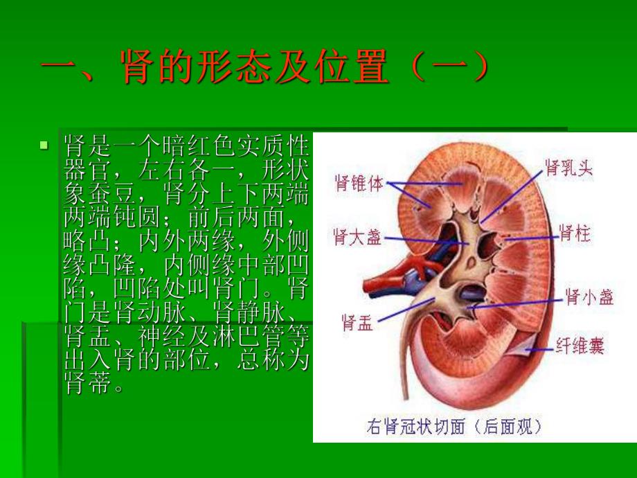 肾切除手术的配合.ppt_第3页