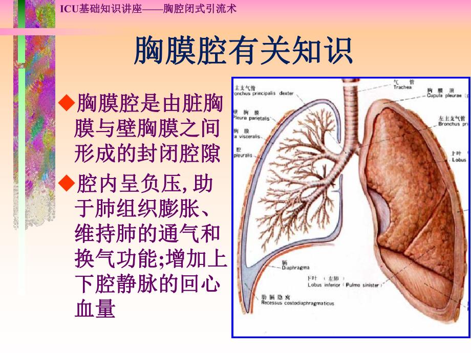 胸腔闭式引流术.ppt_第3页