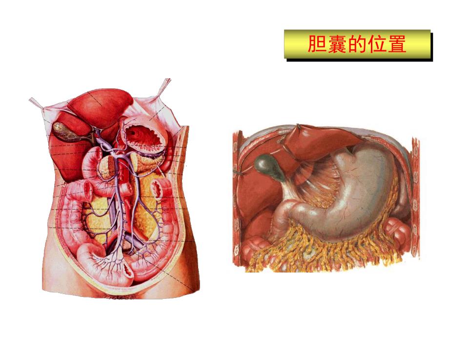 胆囊结石培训讲座.ppt_第2页