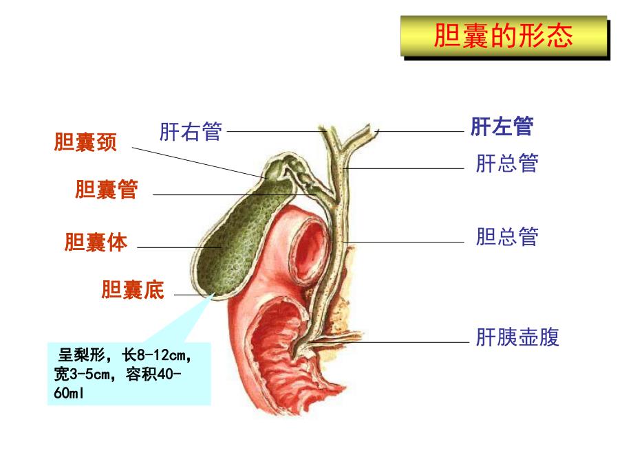 胆囊结石培训讲座.ppt_第3页