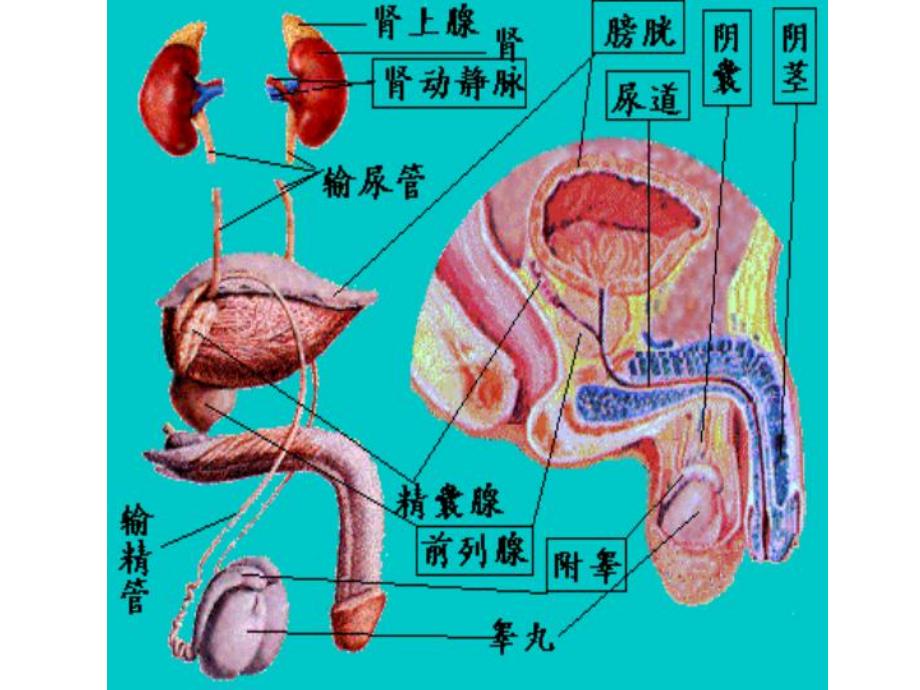 微创泌尿外科.ppt_第1页