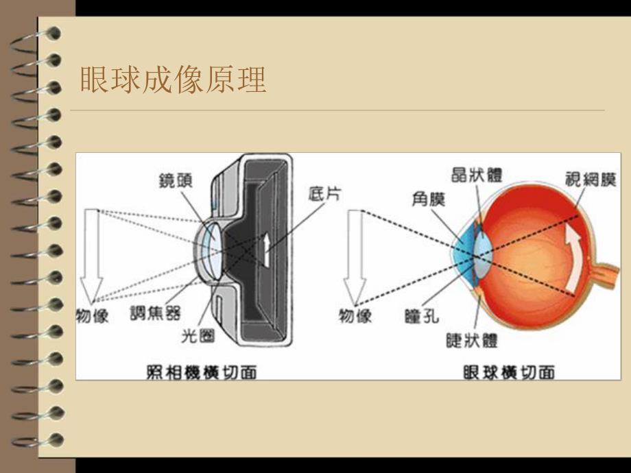 眼科解剖及生理.ppt_第3页