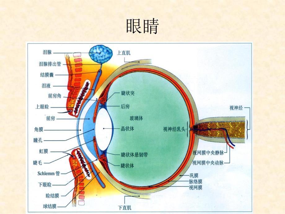 白内障超声乳化+.ppt.ppt_第2页