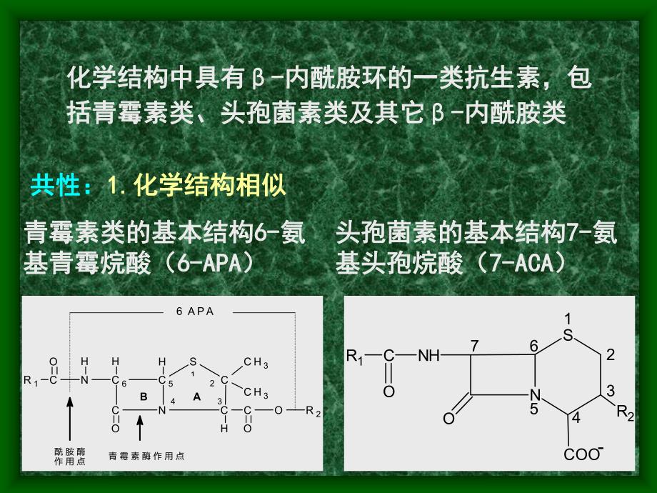 B内酰胺类抗生素.ppt_第2页