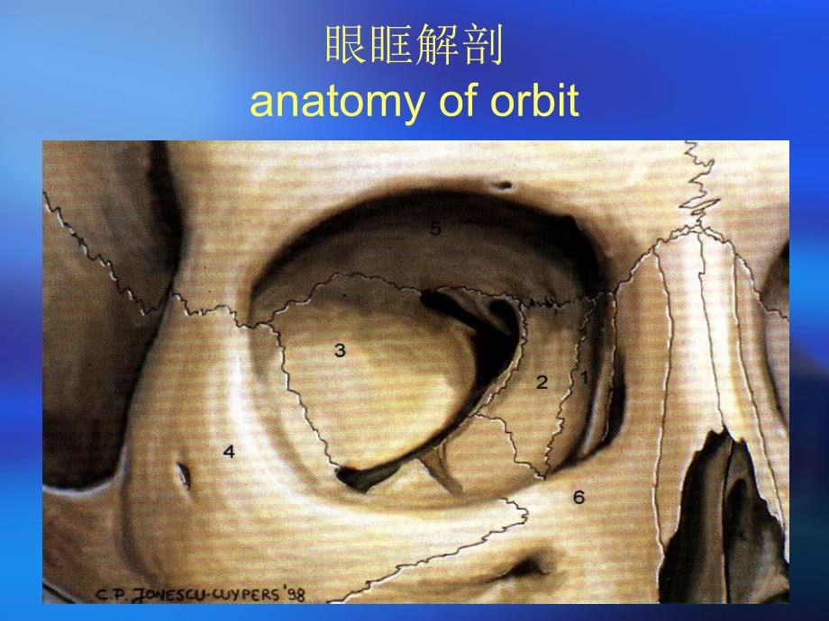 眼科学眼眶病精要.ppt_第3页