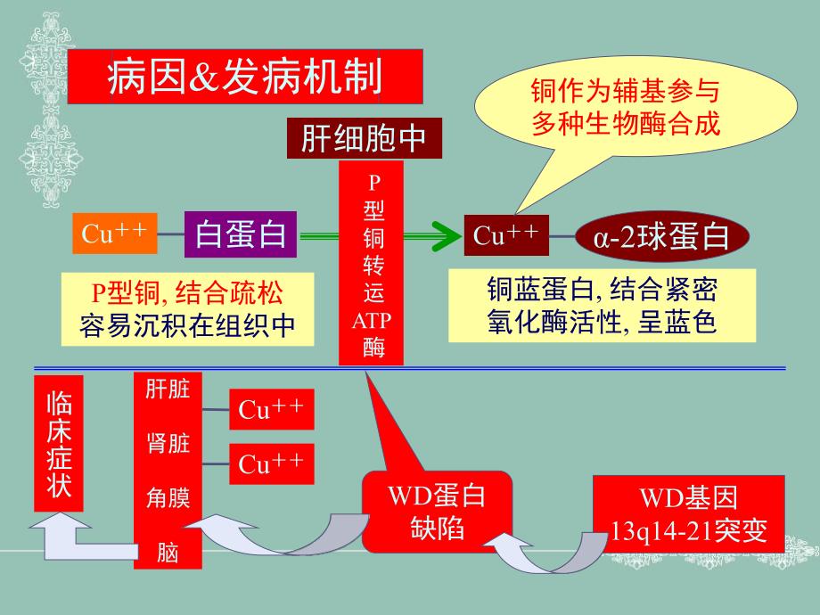 肝豆状核变性.ppt.ppt_第3页