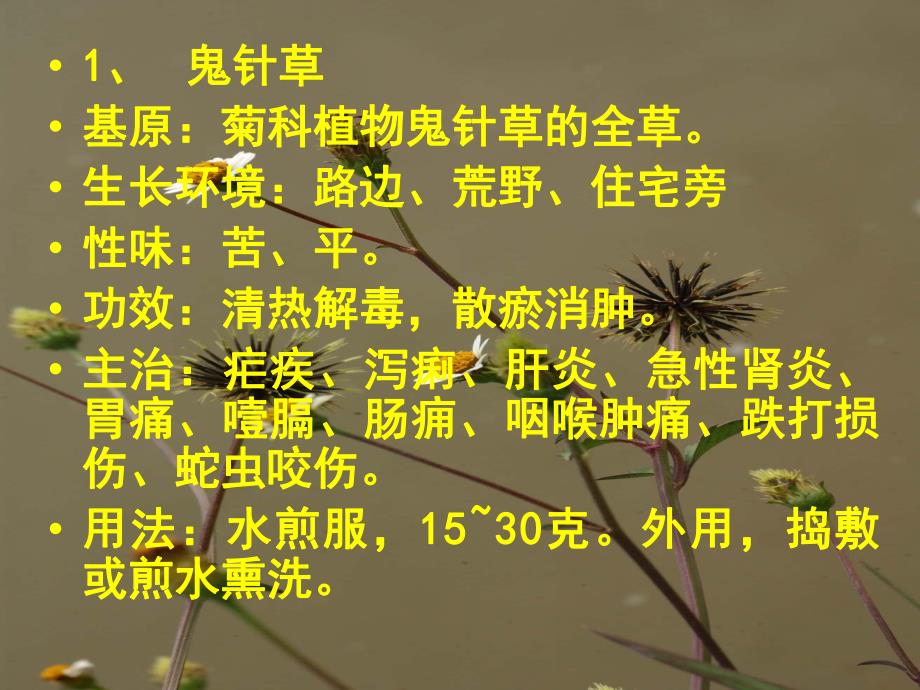 云南中草药.ppt_第2页