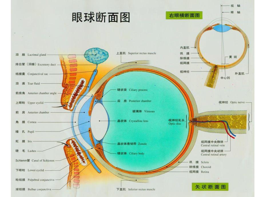 老人常见眼病.ppt.ppt_第3页