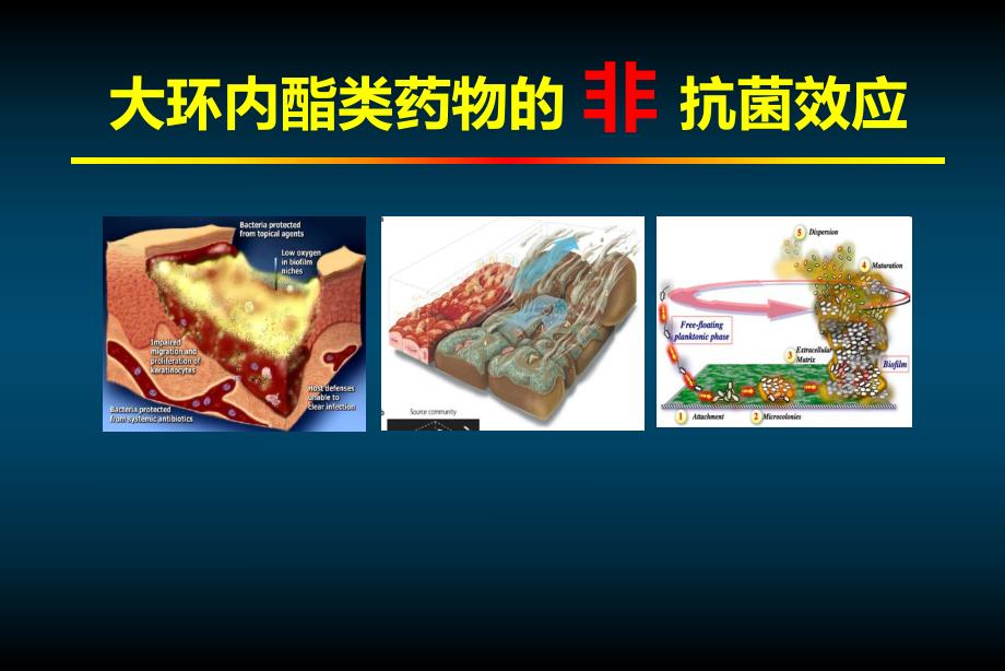 大环内酯类药物的非抗菌效应.ppt_第1页