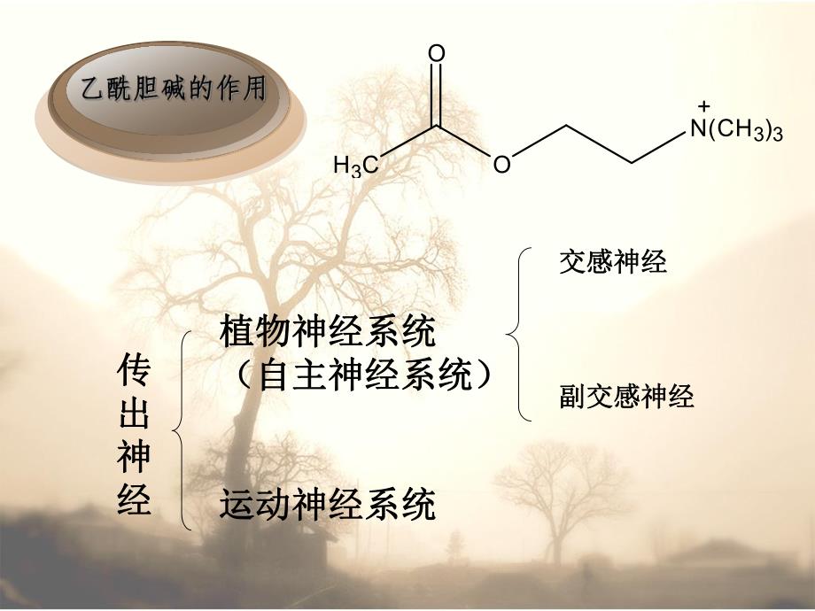 胆碱能药物(PPT35).ppt_第2页