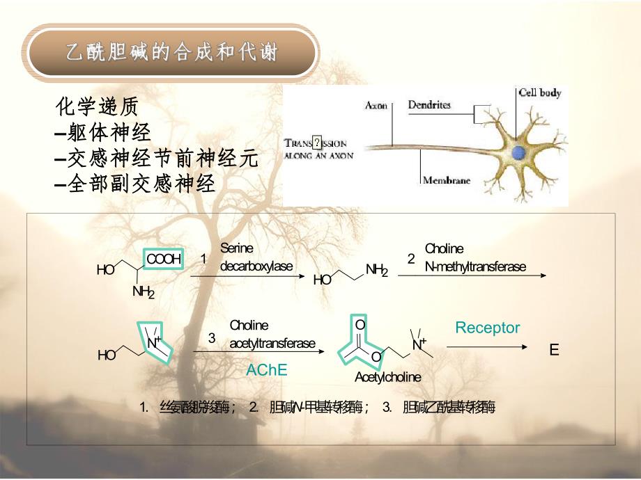 胆碱能药物(PPT35).ppt_第3页