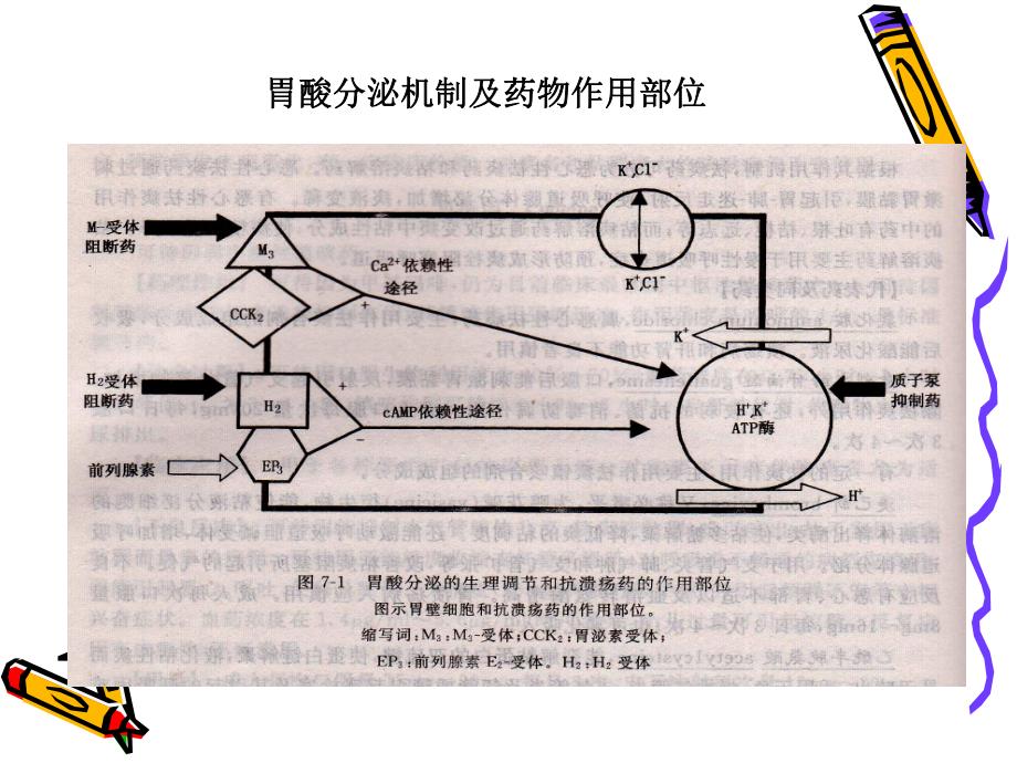 消化系统常用药物(PPT43).ppt_第3页