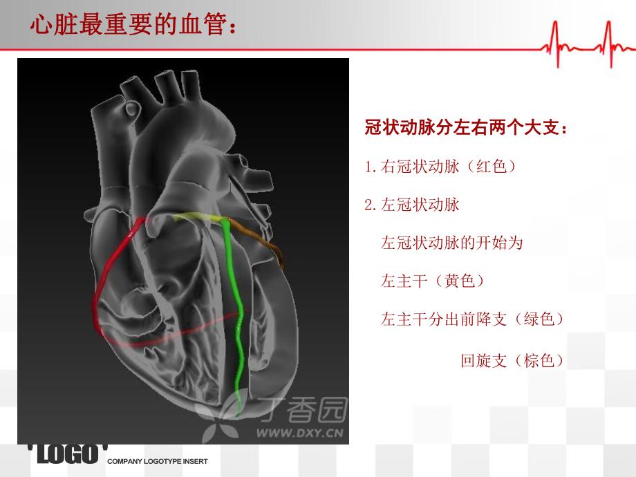 心脏的血管解剖ppt.ppt_第2页