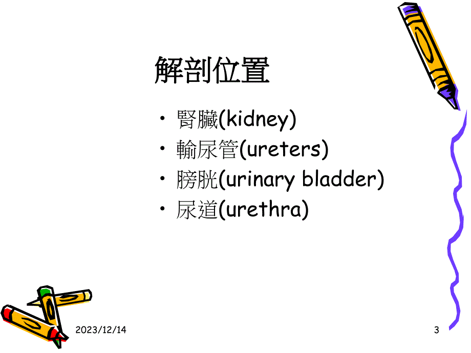 泌尿系统解剖及其影像检查方法.ppt_第3页