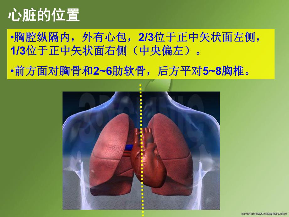 心脏解剖、生理浅析.ppt_第2页