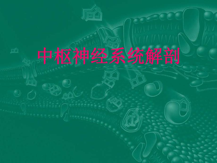 中枢神经系统解剖.ppt_第1页