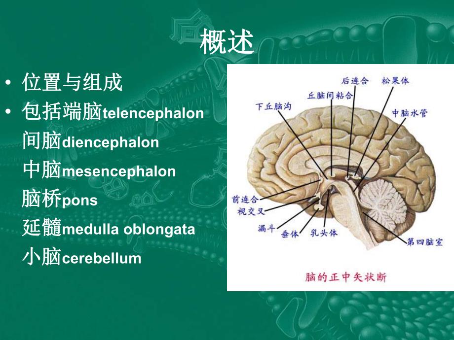 中枢神经系统解剖.ppt_第2页