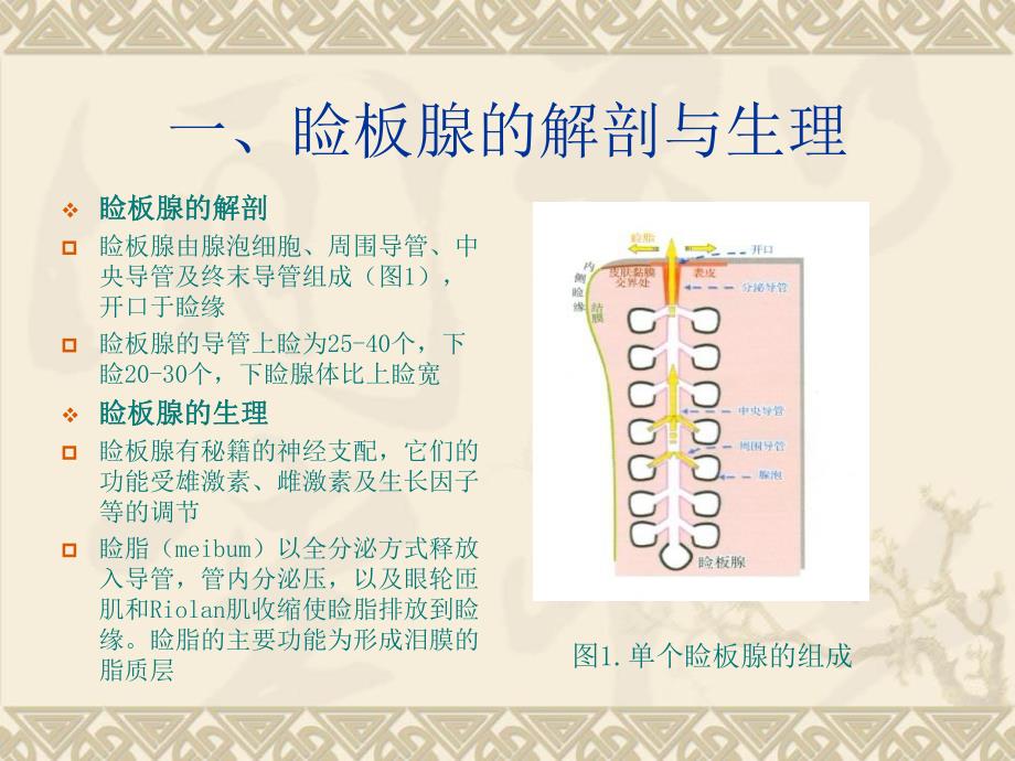 MGD诊断与治疗.ppt_第3页