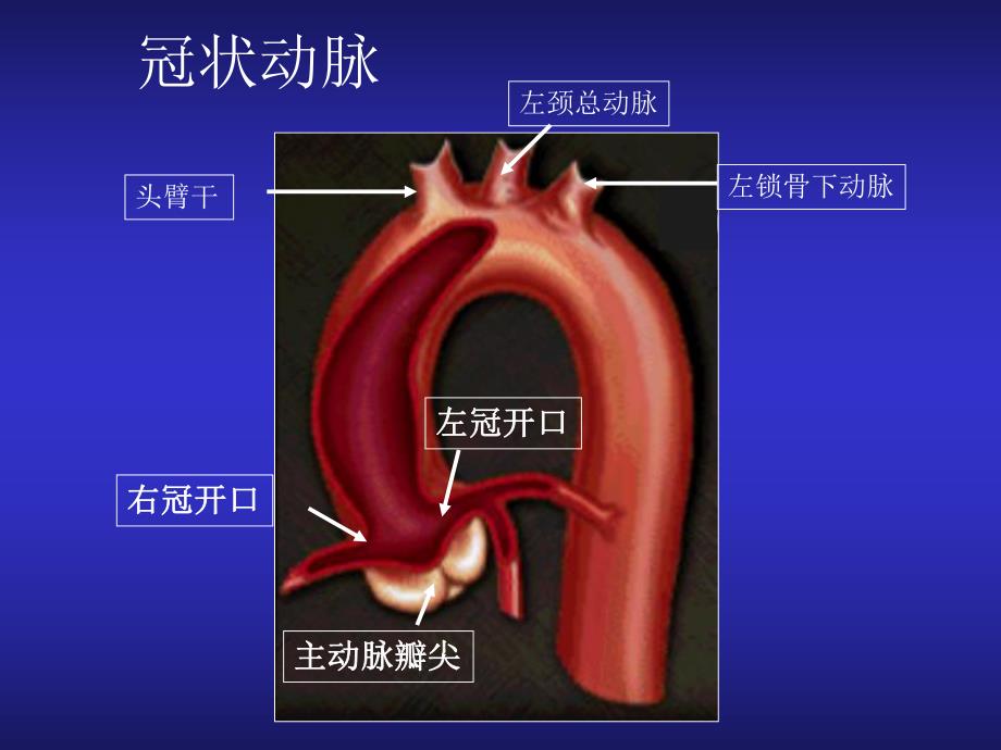 冠脉造影与介入治疗中理想投照角度的选择.ppt_第3页