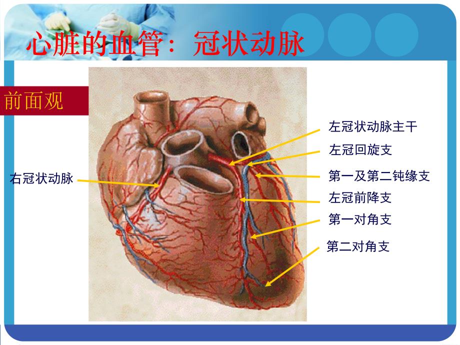 冠状动脉造影术及其护理.ppt_第3页