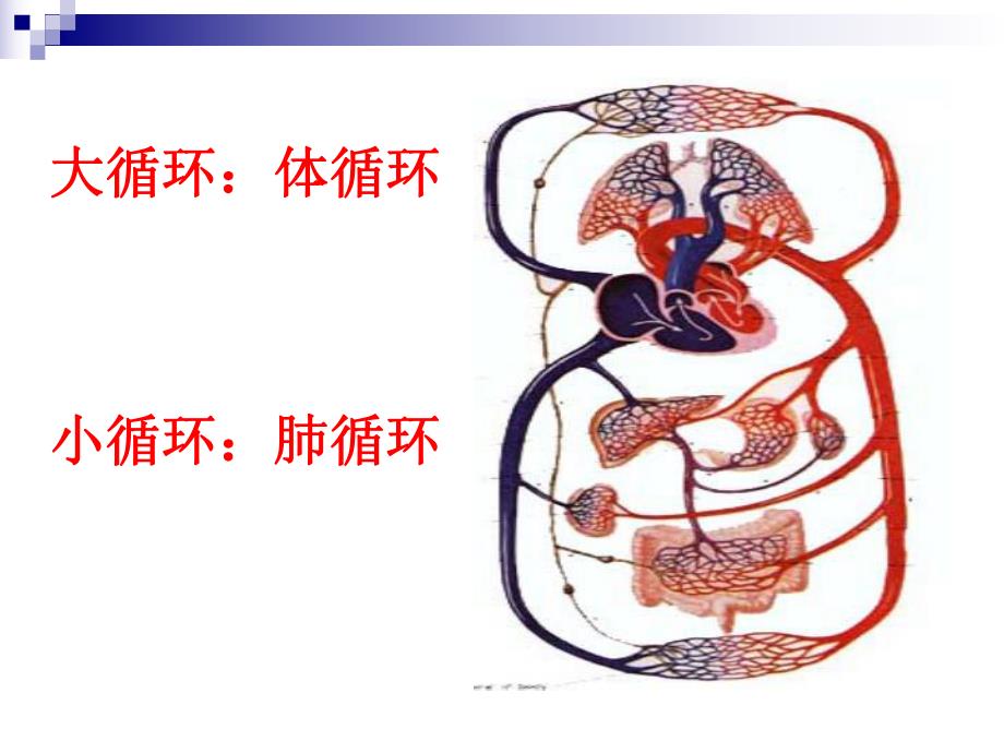 心脏血管解剖.ppt_第2页