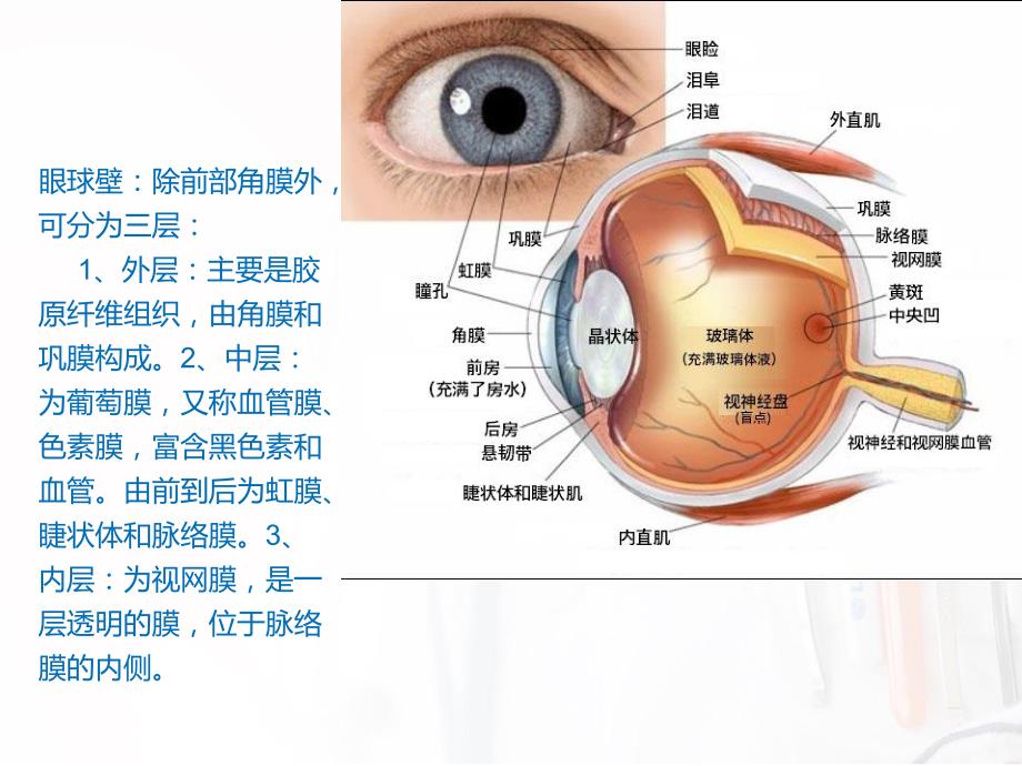 眼的解剖及眼外肌.ppt_第3页