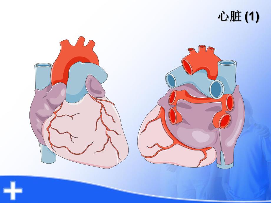 心脏解剖及生理.ppt_第2页