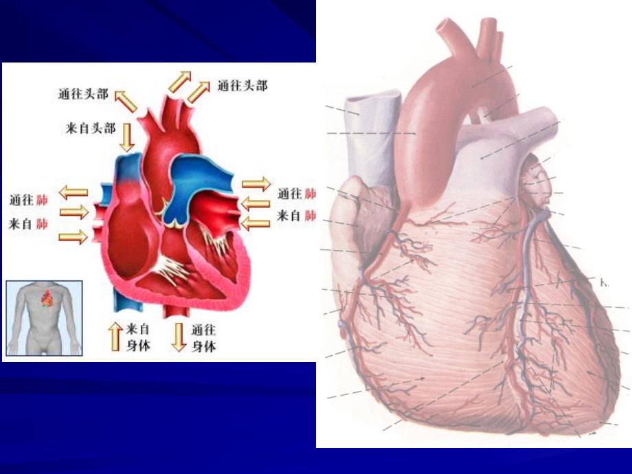 医学影像学教学片循环1.ppt_第2页