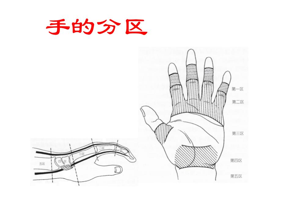 手的应用解剖.ppt_第3页