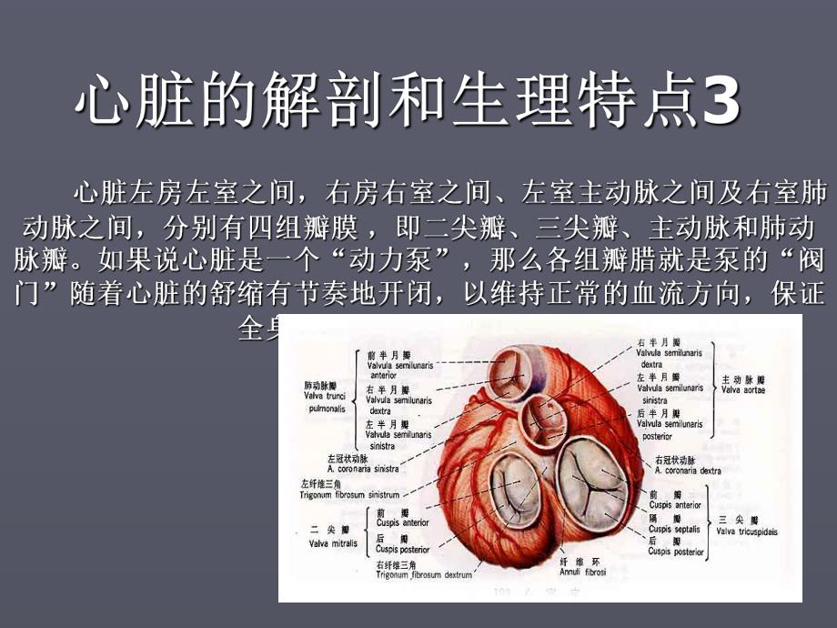 心脏超声讲义.ppt_第3页