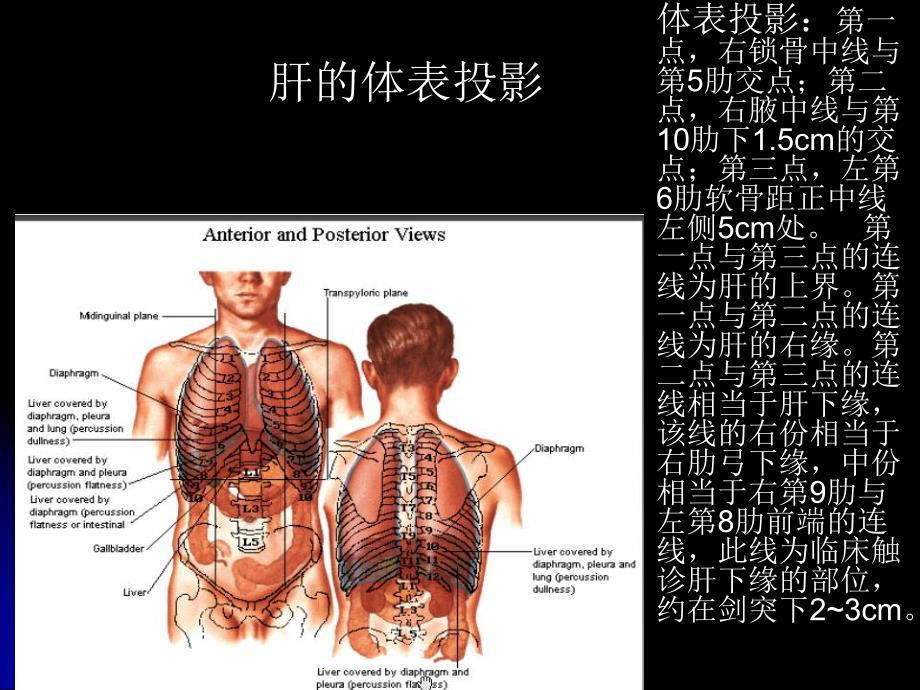 肝与肝外胆道的局部解剖.ppt_第3页