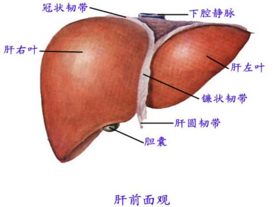 肝胆脾胰超声.ppt_第3页