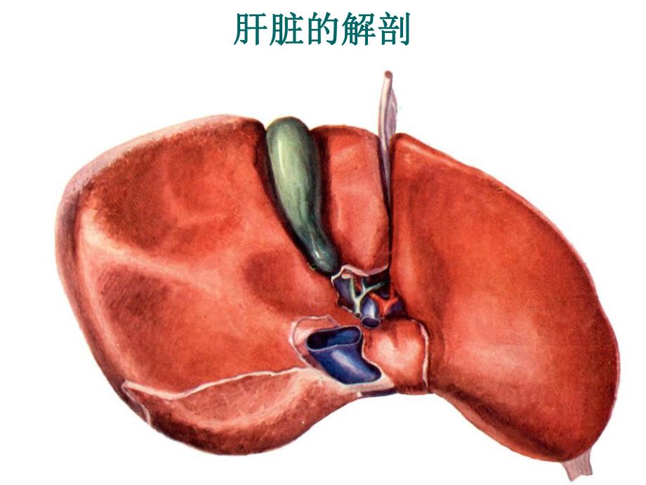 肝脏超声诊断学.ppt_第3页