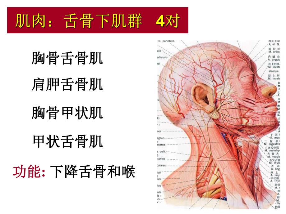 颈部解剖ppt演示文稿.ppt_第2页