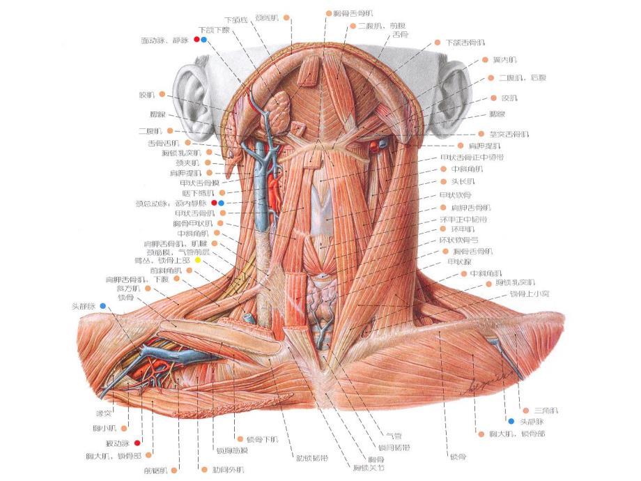 颈部解剖ppt演示文稿.ppt_第3页