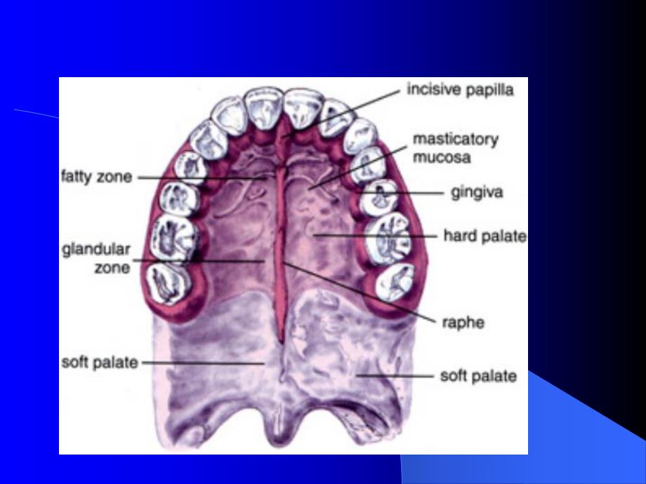 腭部解剖.ppt_第2页