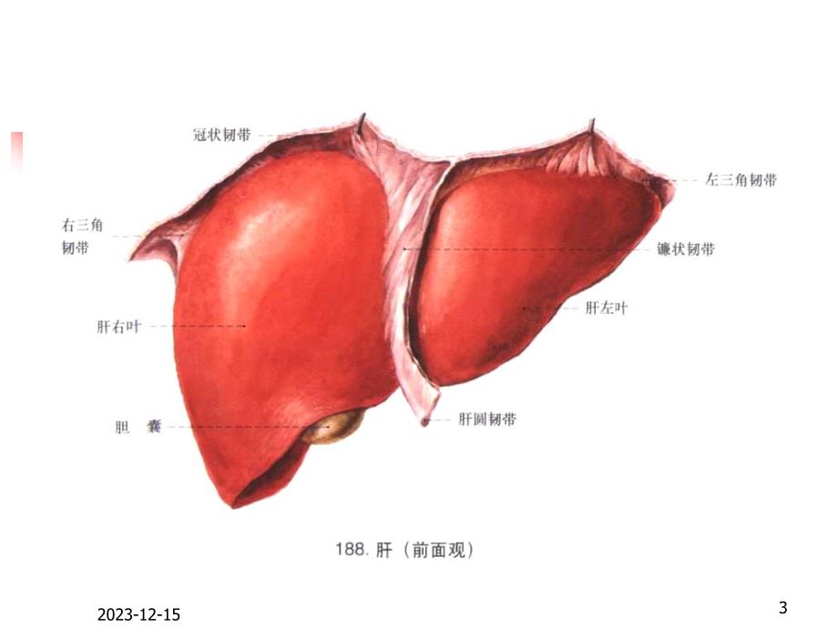 肝胆胰脾影像解剖.ppt_第3页