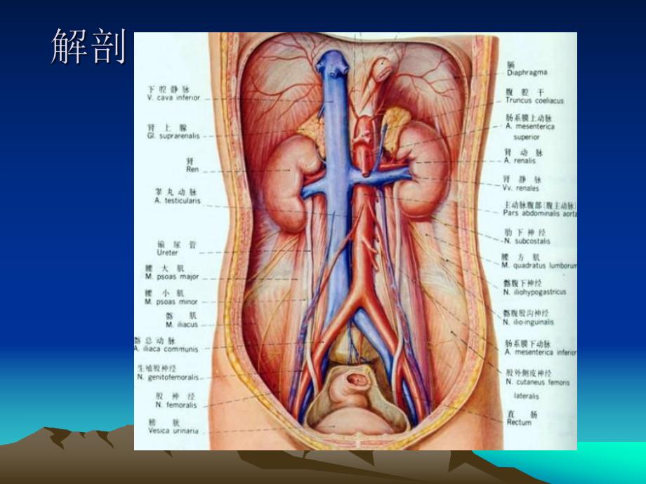 肾上腺超声诊断教学.ppt_第3页