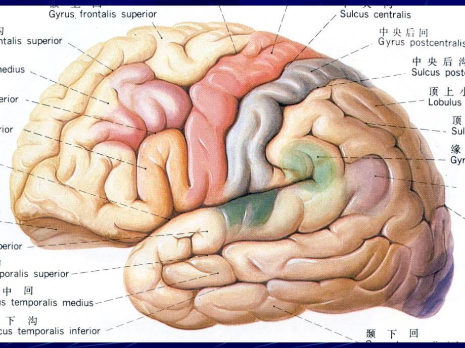 颅脑横断层解剖和CT、MRI.ppt_第3页