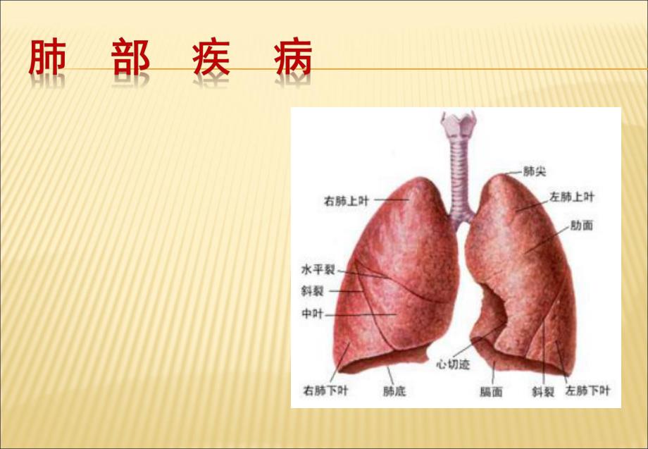 肺部疾病.ppt.ppt_第1页