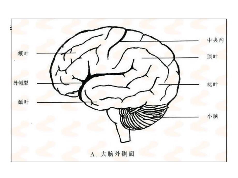 脑解剖及CT、MRI.ppt_第2页