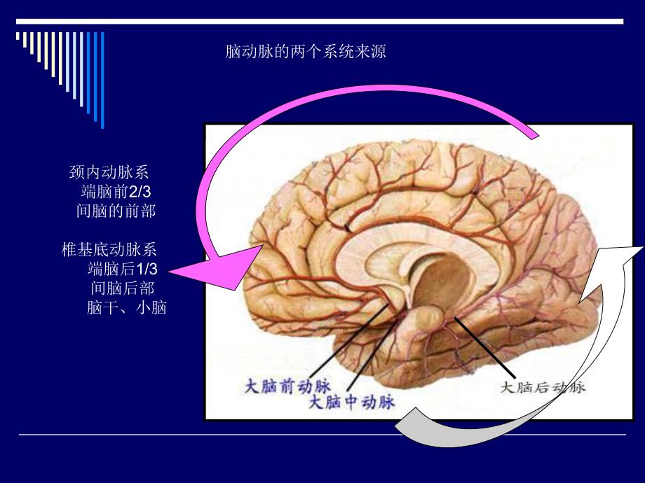 脑动脉的解剖[新版].ppt_第3页