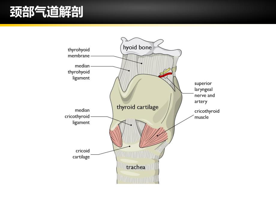 超声在气道管理中的应用医学幻灯片.ppt_第2页