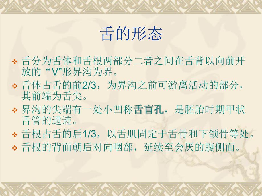 舌部解剖.ppt.ppt_第3页