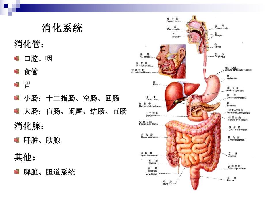 胃肠道疾病影像诊断总论ppt.ppt_第2页