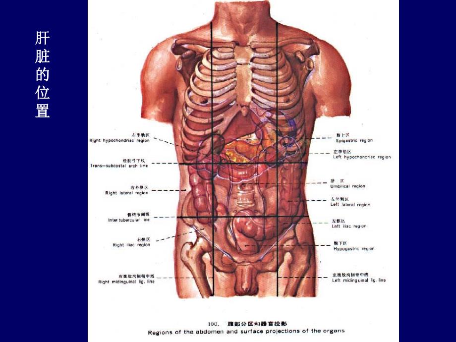 肝脏胆道系统解剖.ppt.ppt_第2页