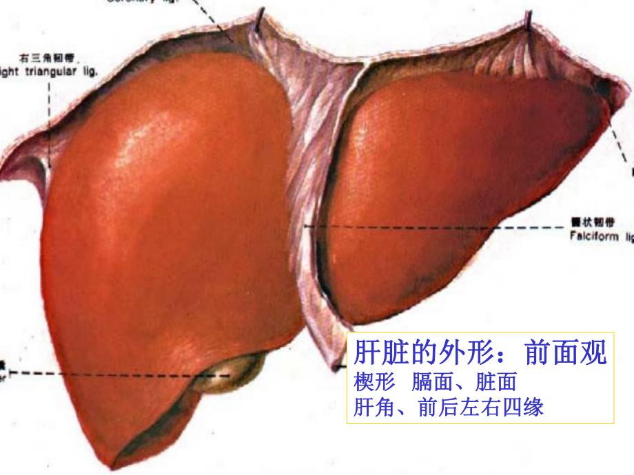 肝脏胆道系统解剖.ppt.ppt_第3页