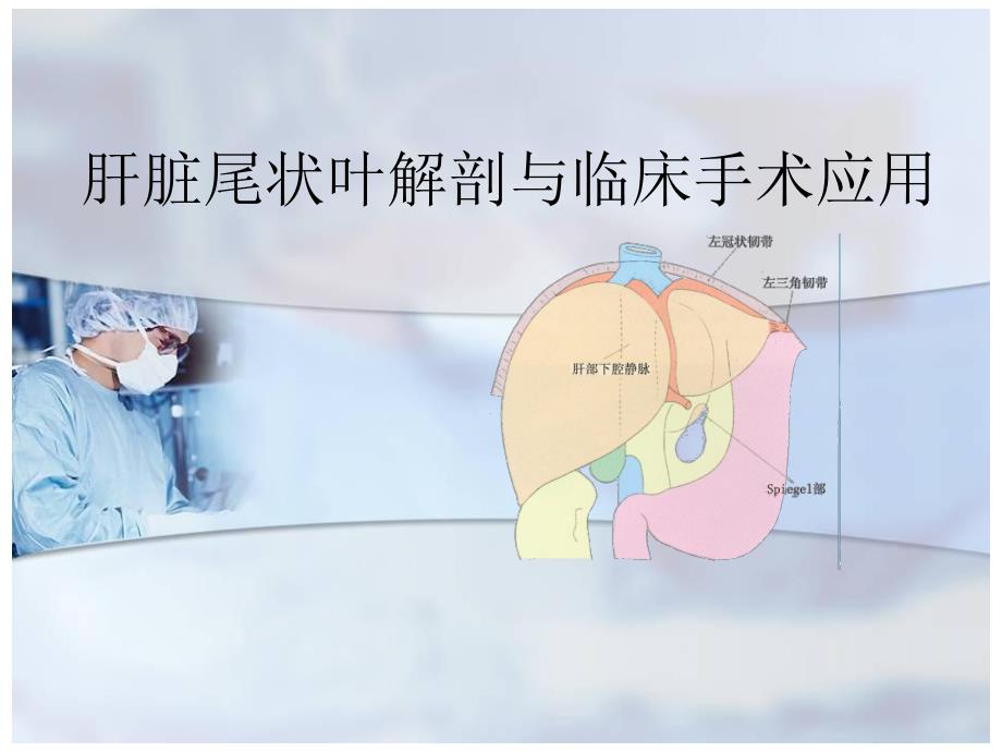 肝脏尾状叶图文.ppt_第1页