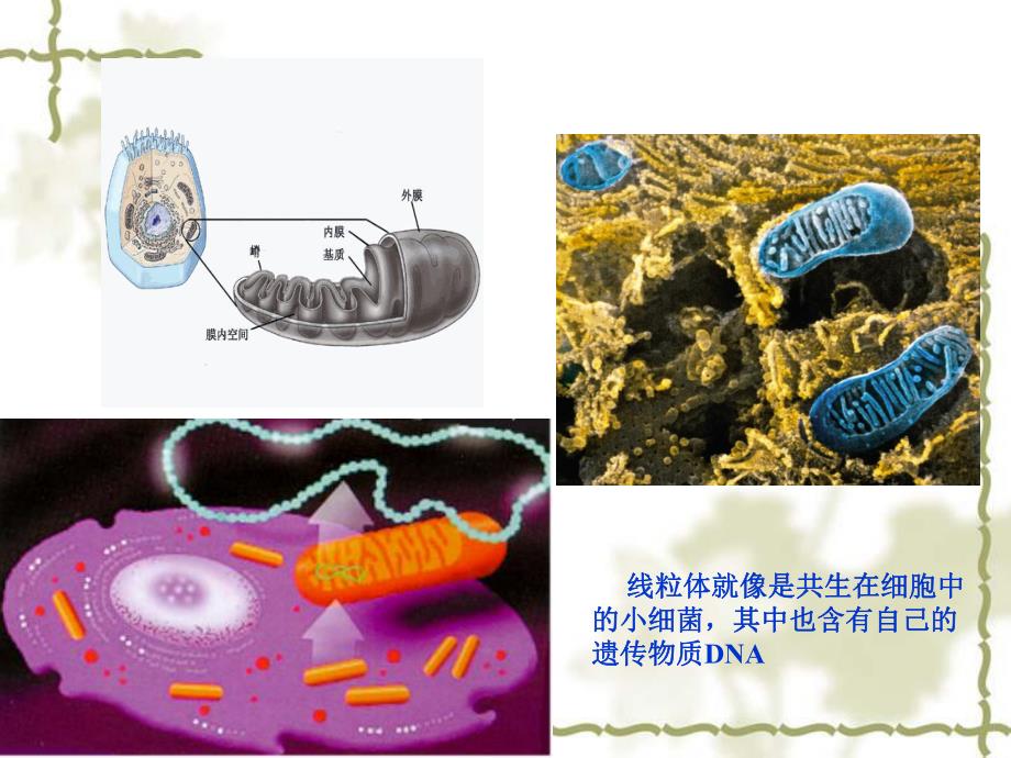 7.线粒体疾病.ppt_第2页